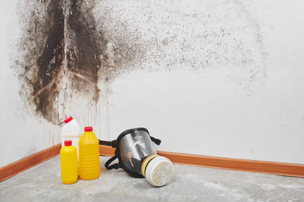 Best Residential Mold Removal  in Fort Campbell North, KY