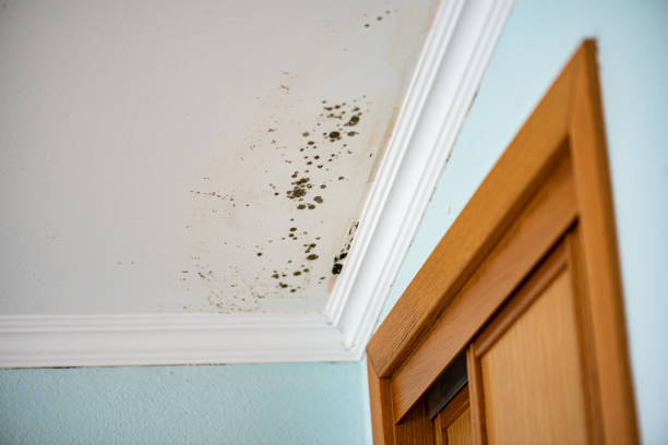 Best Black Mold Removal  in Fort Campbell North, KY