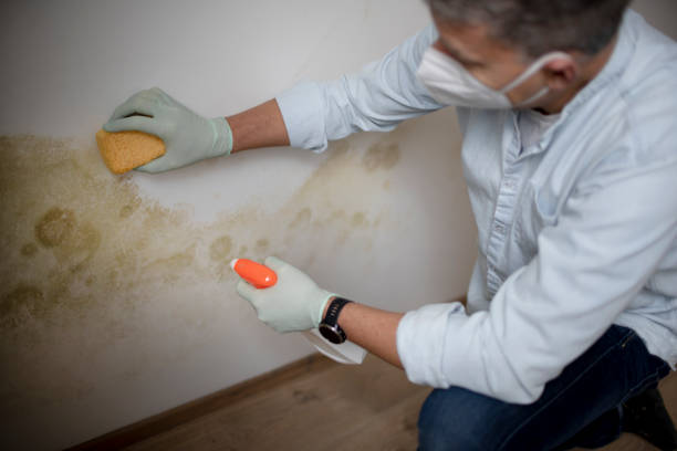Best Professional Mold Removal  in Fort Campbell North, KY
