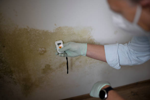 Mold Removal and Inspection in Fort Campbell North, KY
