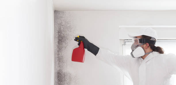 Best Attic Mold Removal  in Fort Campbell North, KY