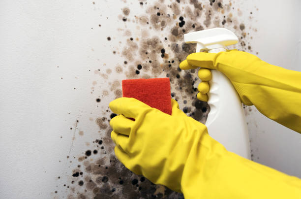 Best Mold Damage Repair  in Fort Campbell North, KY