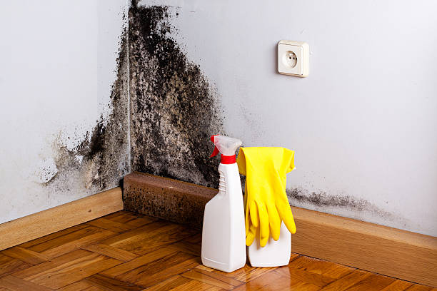Crawl Space Mold Removal in Fort Campbell North, KY